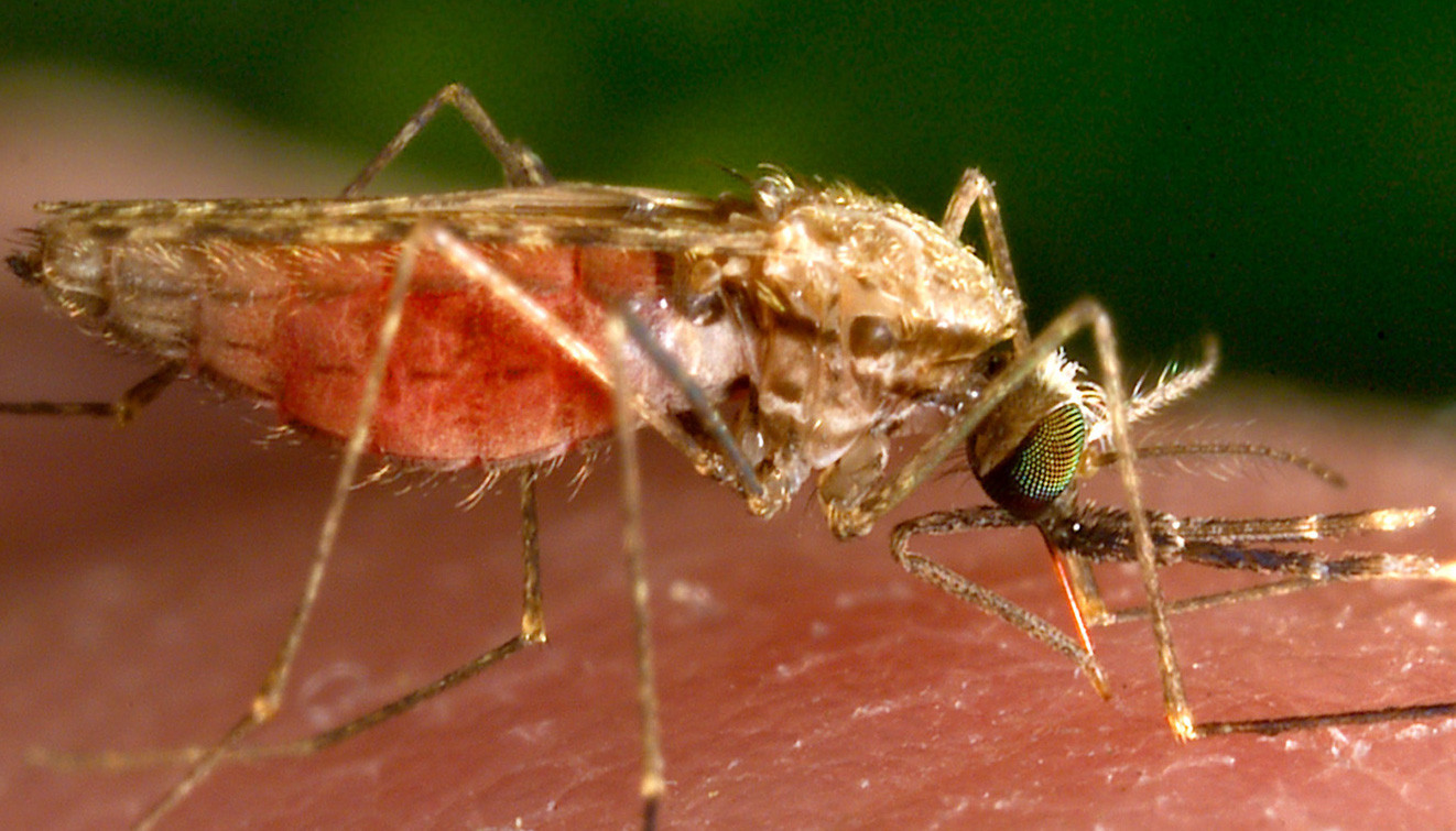 A close up photograph of a mosquito.